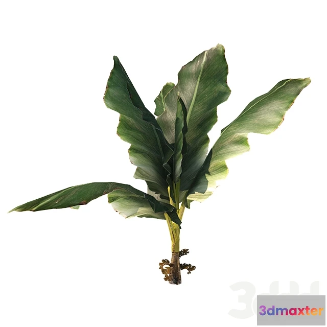 1088480 - Palm - 222037