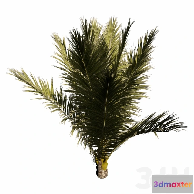 1088488 - Palm Small - 222045
