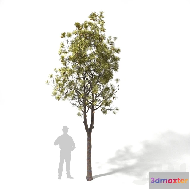 1088958 - Pinus halepensis #2 - 222515