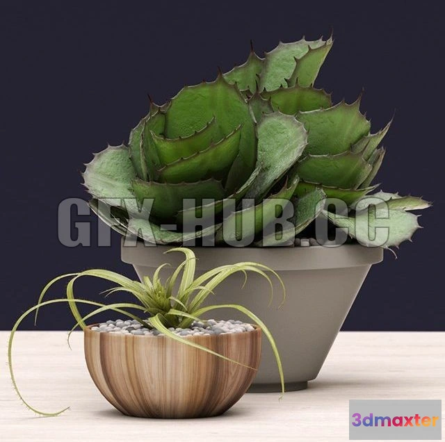 1089504 - Potted Agave Succulents - 223061