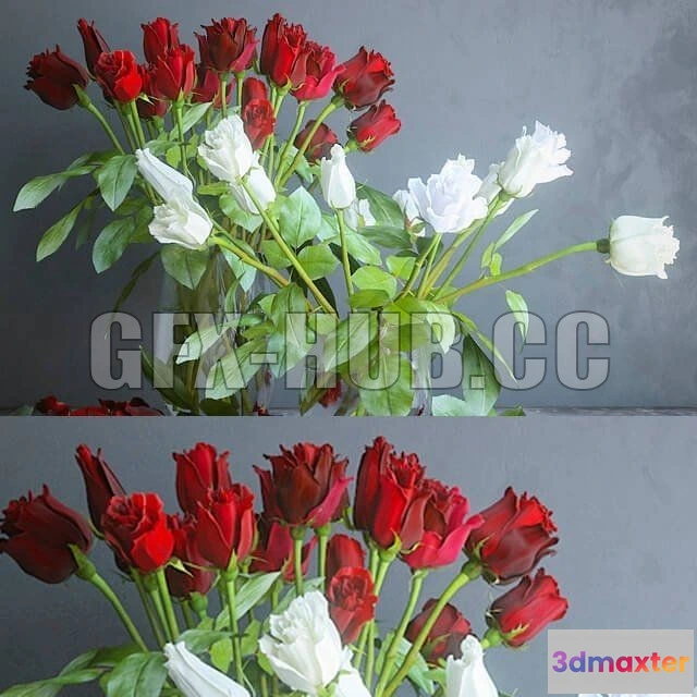 1090006 - Red and white roses - 223563
