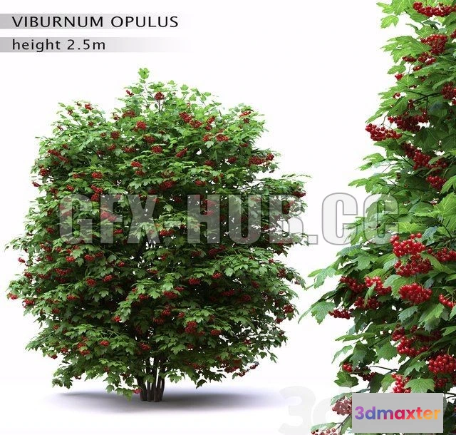 1090024 - Red Wild Red Viburnum - 223581