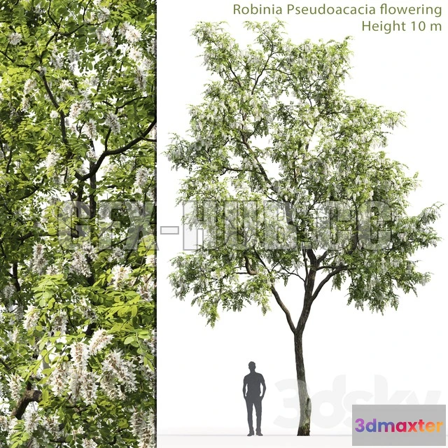 1090460 - Robinia - 224017