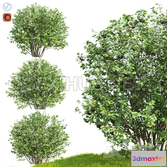 1090706 - Rowan Aronia (Aronia) - 224263