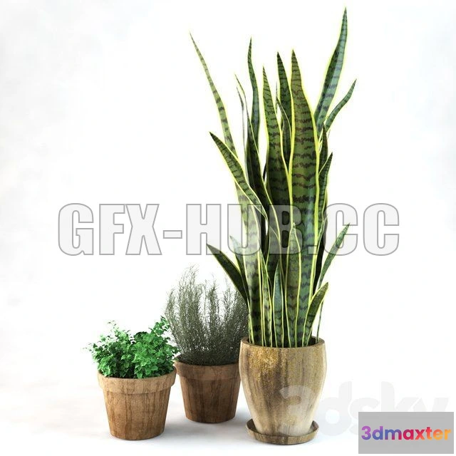 1090916 - Sansevieria - 224473