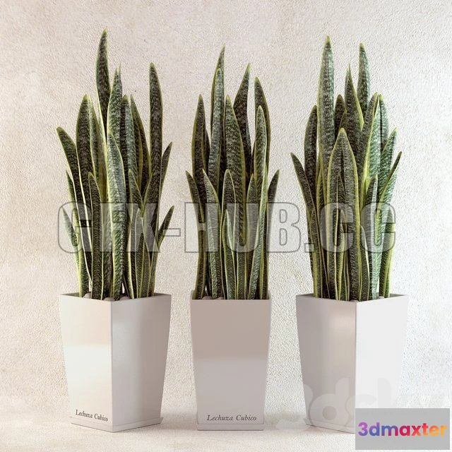 1090920 - Sansevieriya - 224477