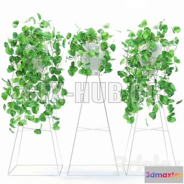 1091042 - scindapsus - 224599