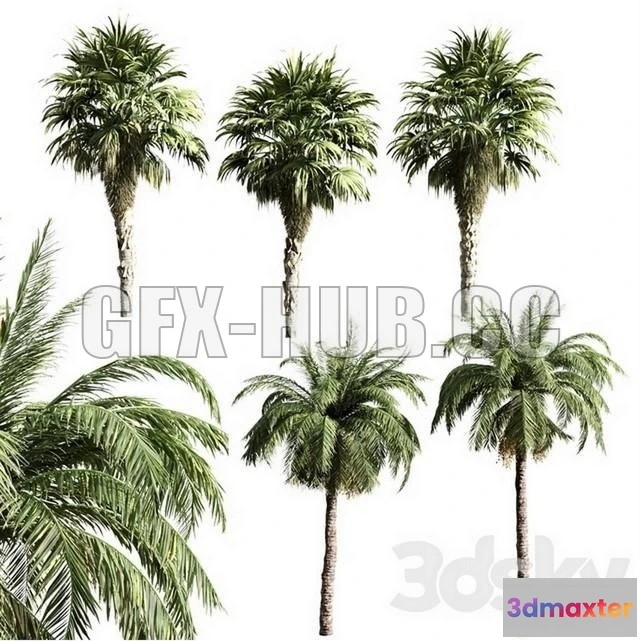 1091274 - Set of Palms - 224831