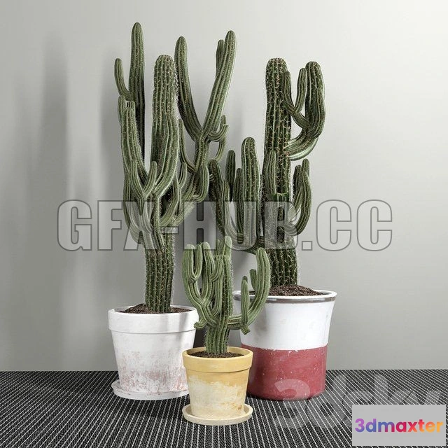 1091292 - Set of Three Cactuses Carnegiea - 224849