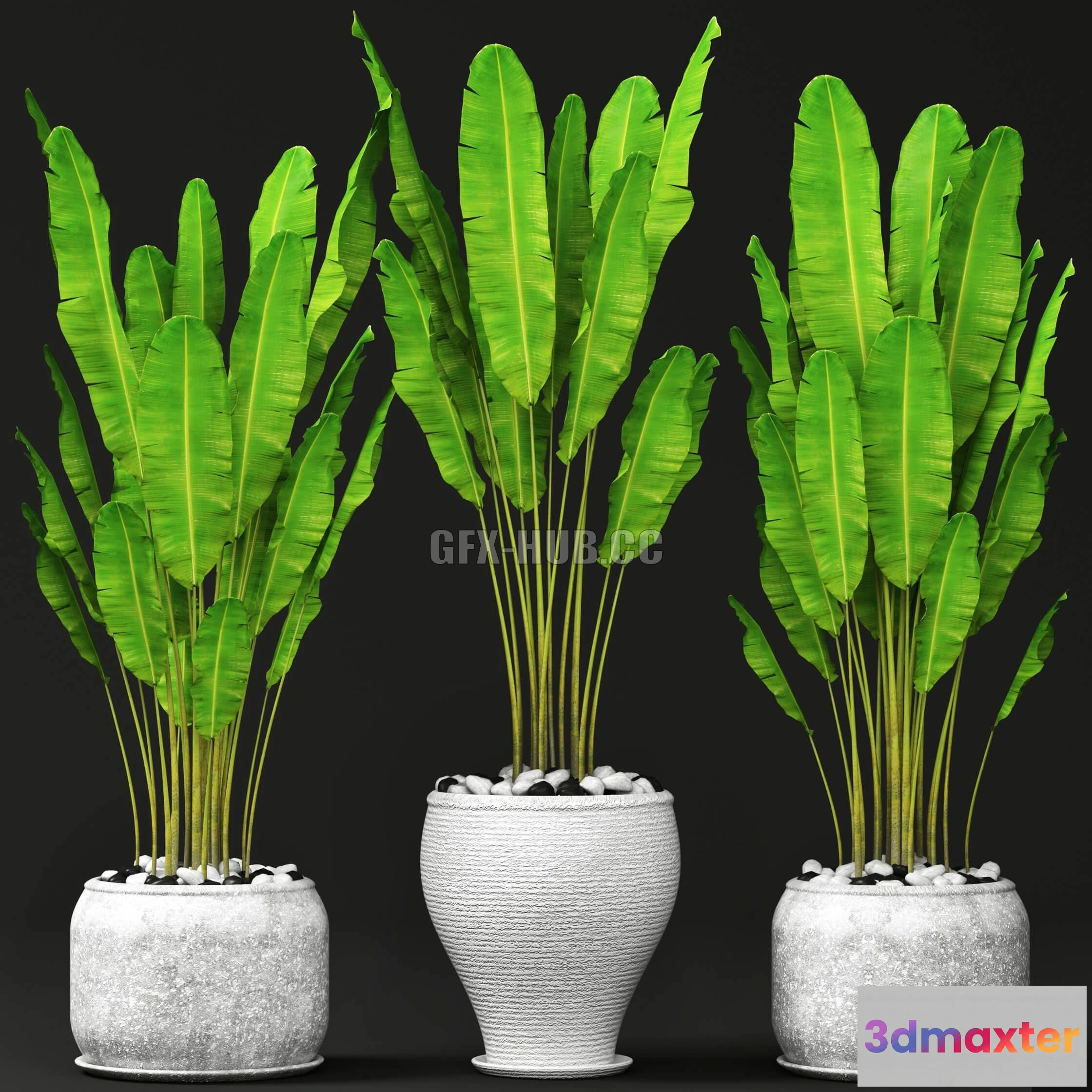 1091308 - Set Palms Banana - 224865