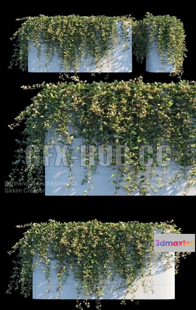 1091604 - Sikkim Creeper - 225161