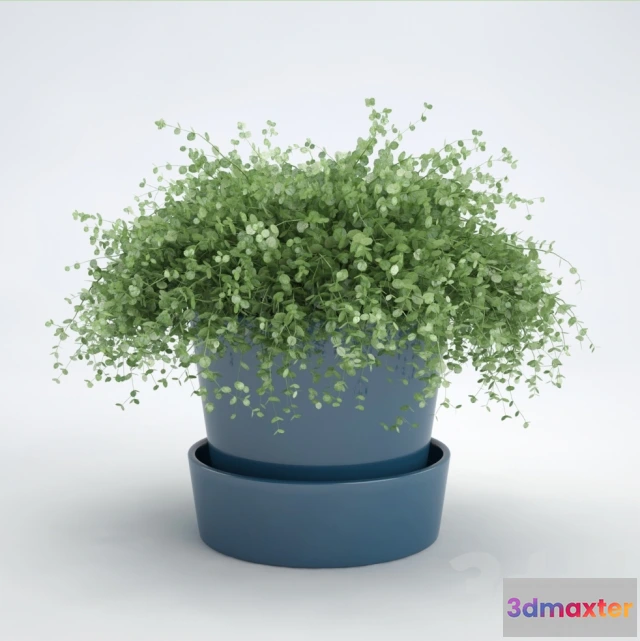 1092318 - Soleyroliya - 225875