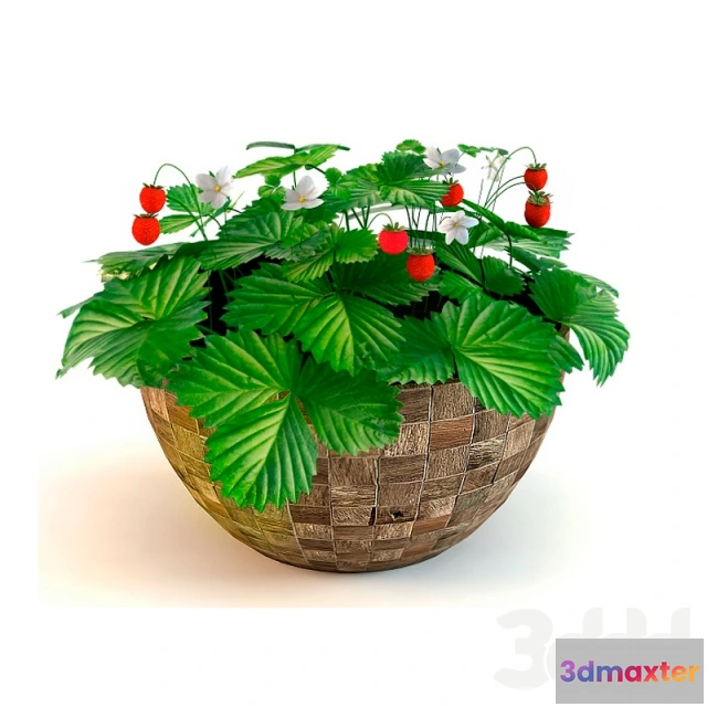 1092868 - Strawberry - 226425