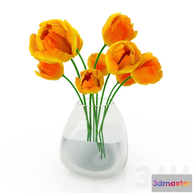 1094020 - Tulip - 227577