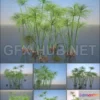 1094048 - Turbo Cyperus Papyrus Set - 227605