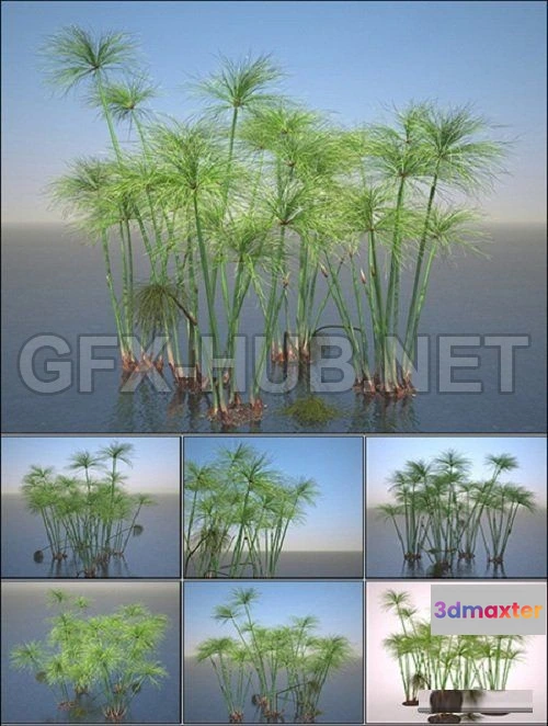 1094048 - Turbo Cyperus Papyrus Set - 227605