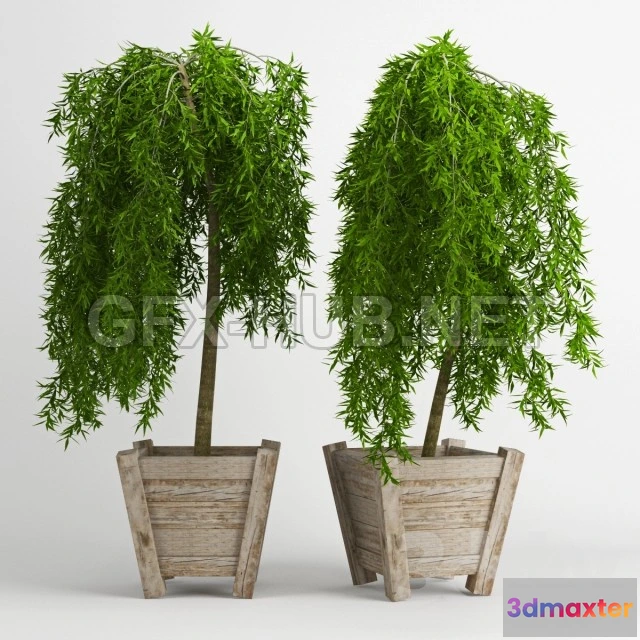 1095054 - Weeping larch (Larix) - 228611