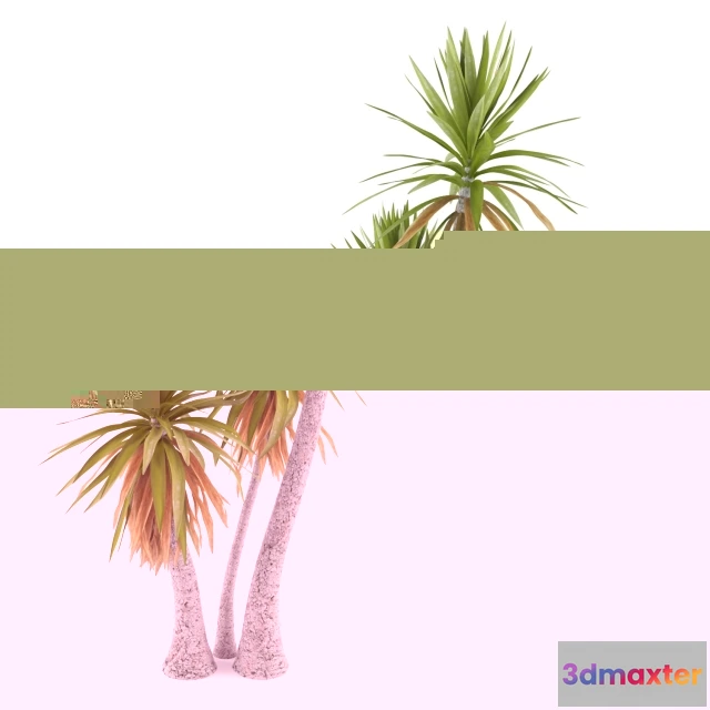 1095566 - Yucca aloifolia - 229123