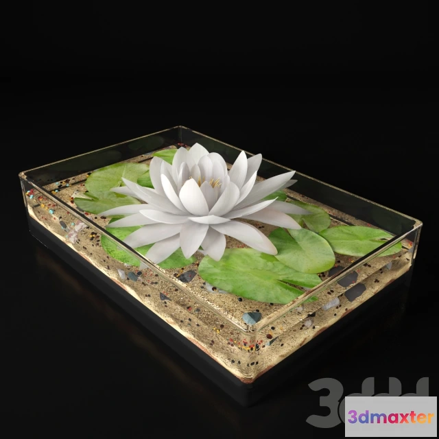 1096746 - Водяная лилия - 230303