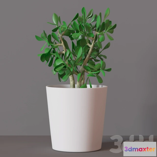 1097476 - денежное дерево - 231033