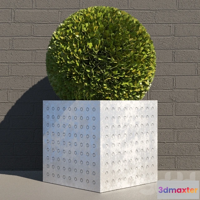 1100766 - Куст - 234323