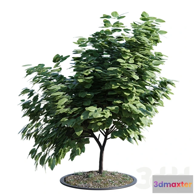 1100768 - Куст 004 - 234325