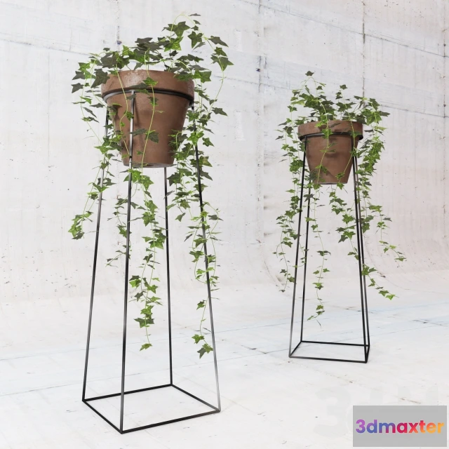 1103202 - Плющ - 236759