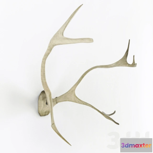 1104098 - Рога - 237655