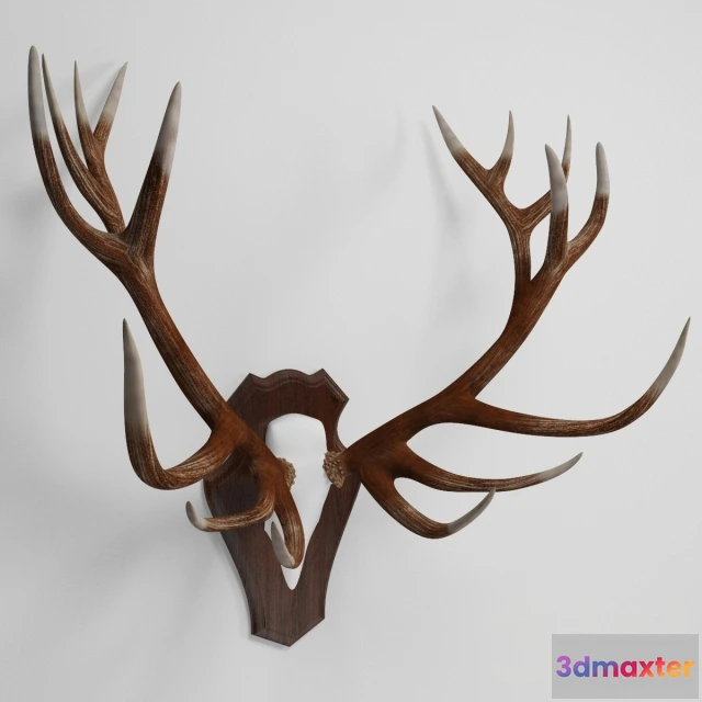 1104100 - рога оленя - 237657