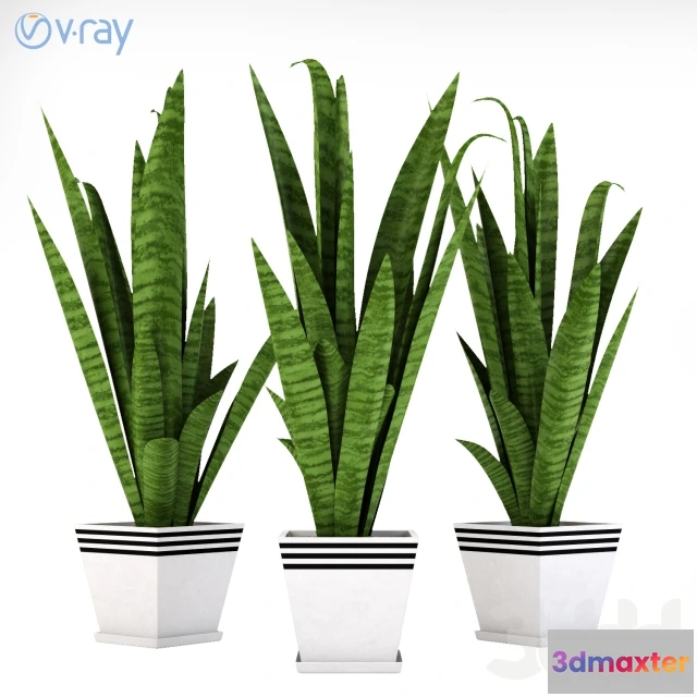 1104254 - Сансевиерия_1 - 237811