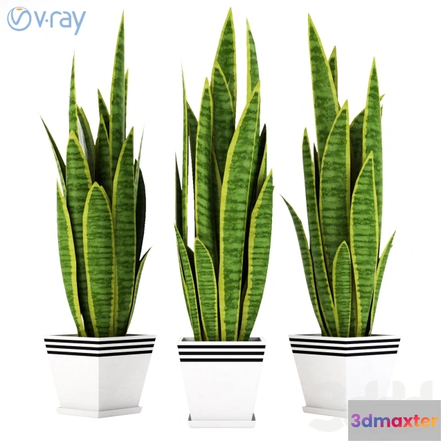 1104256 - Сансевиерия_2 - 237813