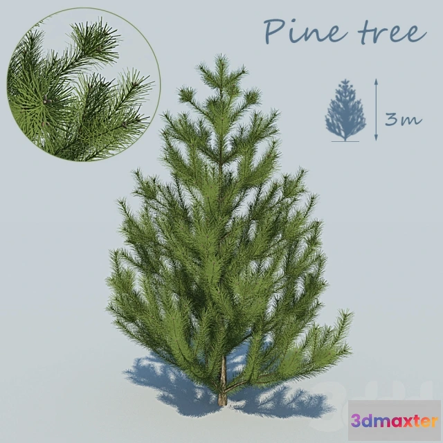 1104750 - Сосна - 238307