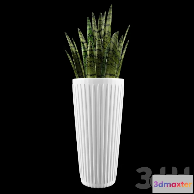 1105938 - Тёщин язык (Sansevieria) - 239495