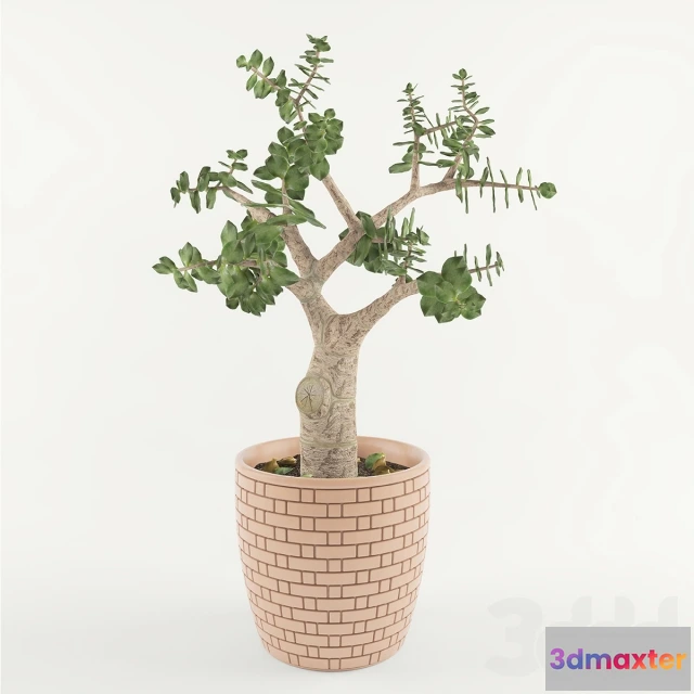 1105942 - Толстянка или Денежное дерево - 239499