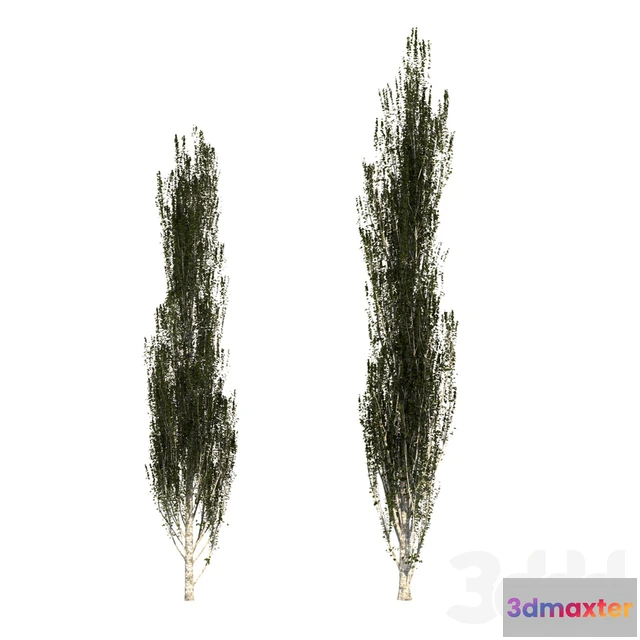 1105948 - Тополь пирамидальный (Populus pyramidalis) - 239505