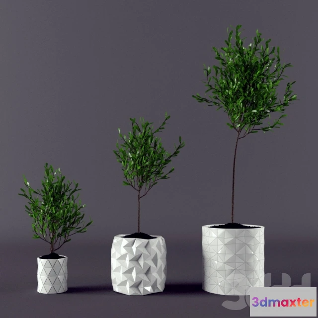 1106086 - Три фикуса - 239643