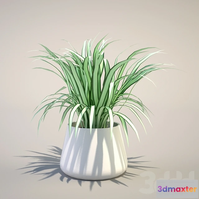 1106580 - Хлорофитум - 240137