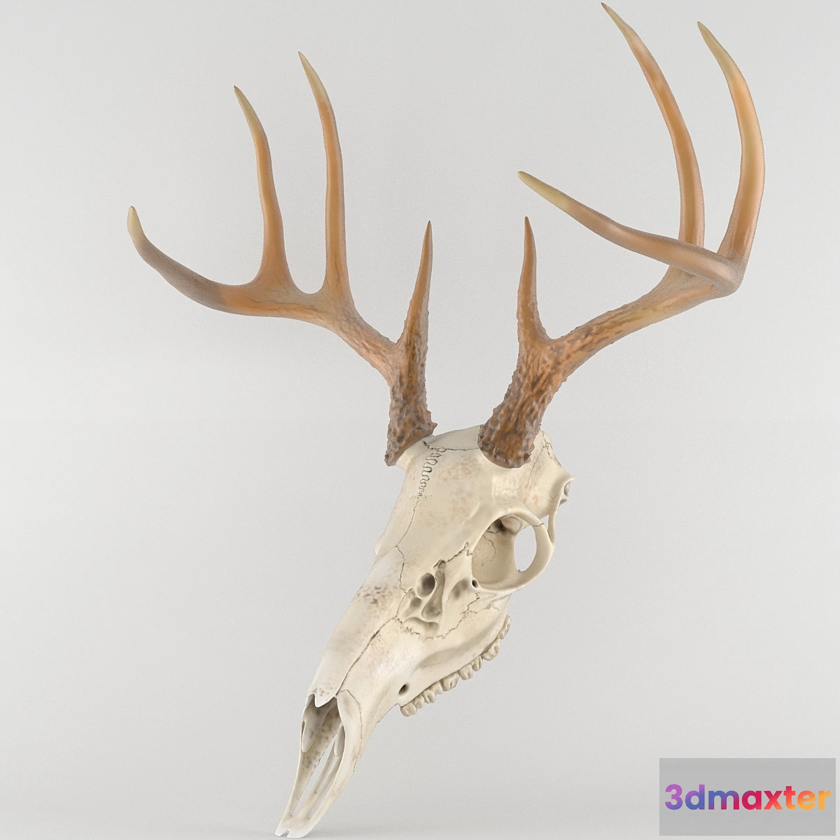 1271055 - Deer deer skull scull - No.2 3D Max