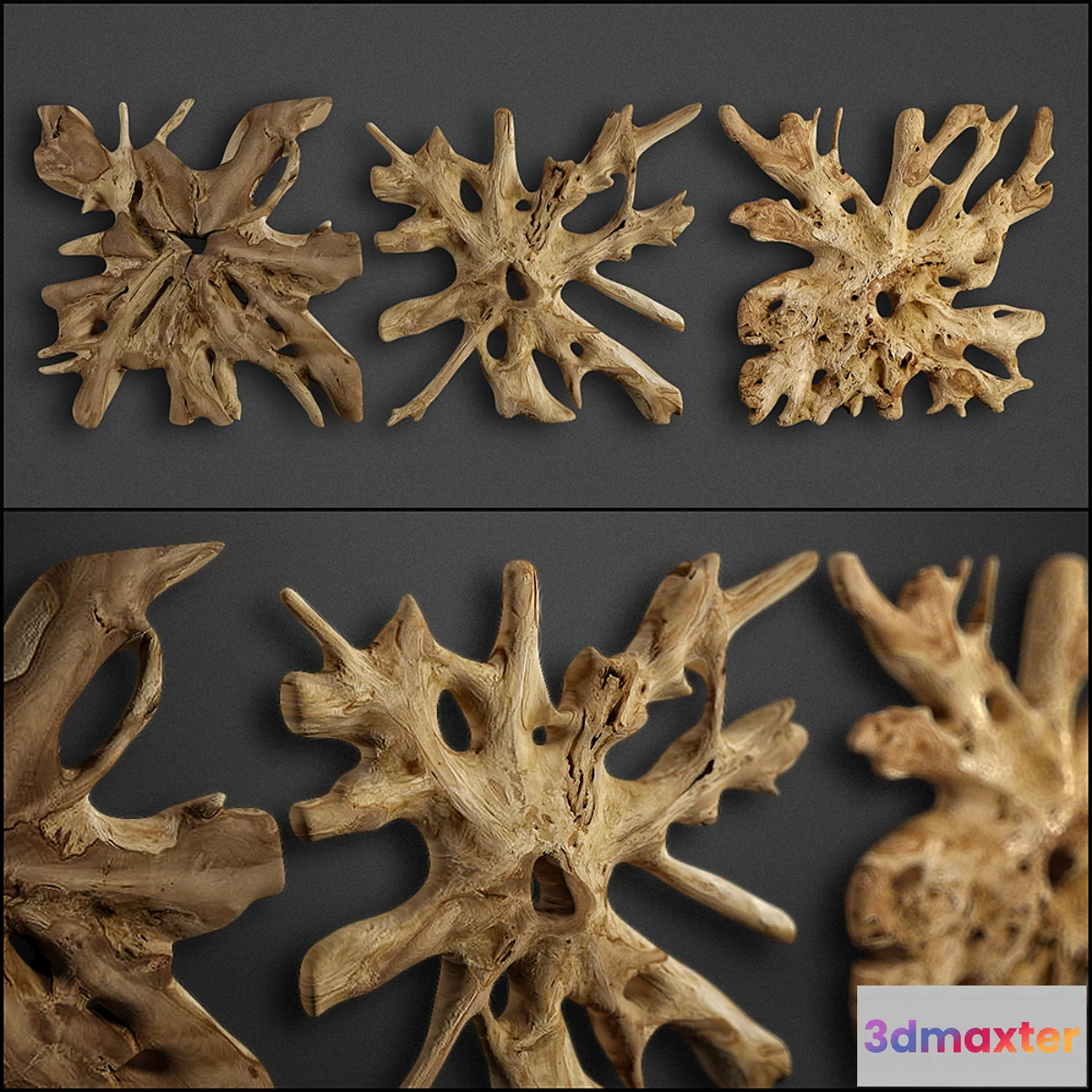 1393264 - teak root 3D Max
