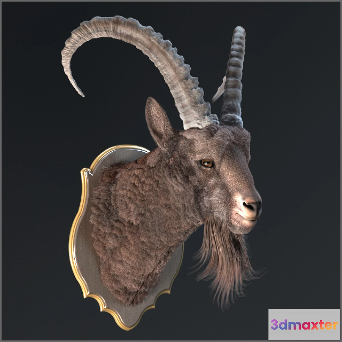 1398044 - Siberian ibex 3D Max