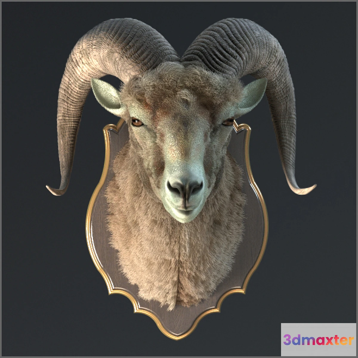 1402836 - Altai argali 3D Max