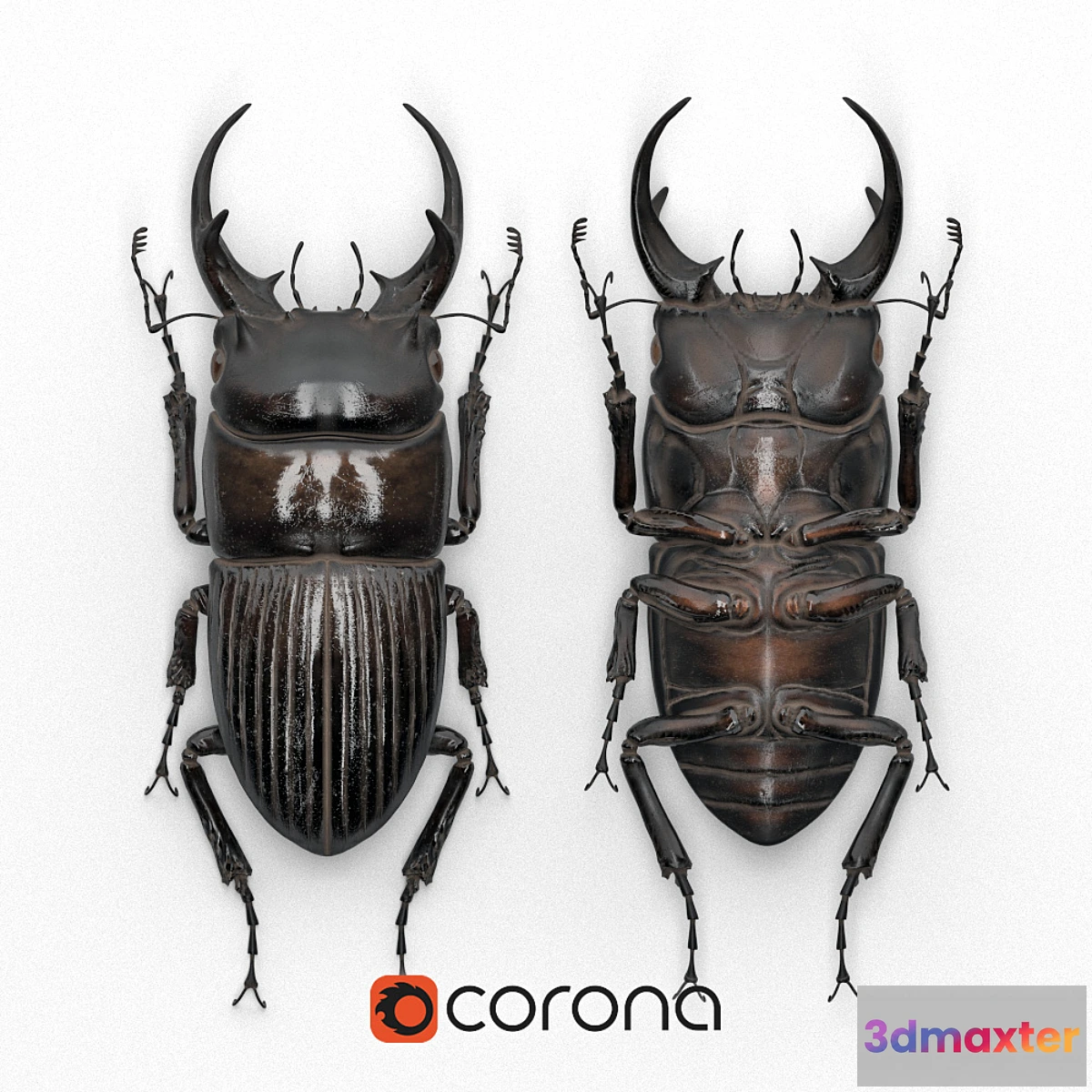 1438776 - Beetle in a frame (Dorcus intermedius) 3D Max