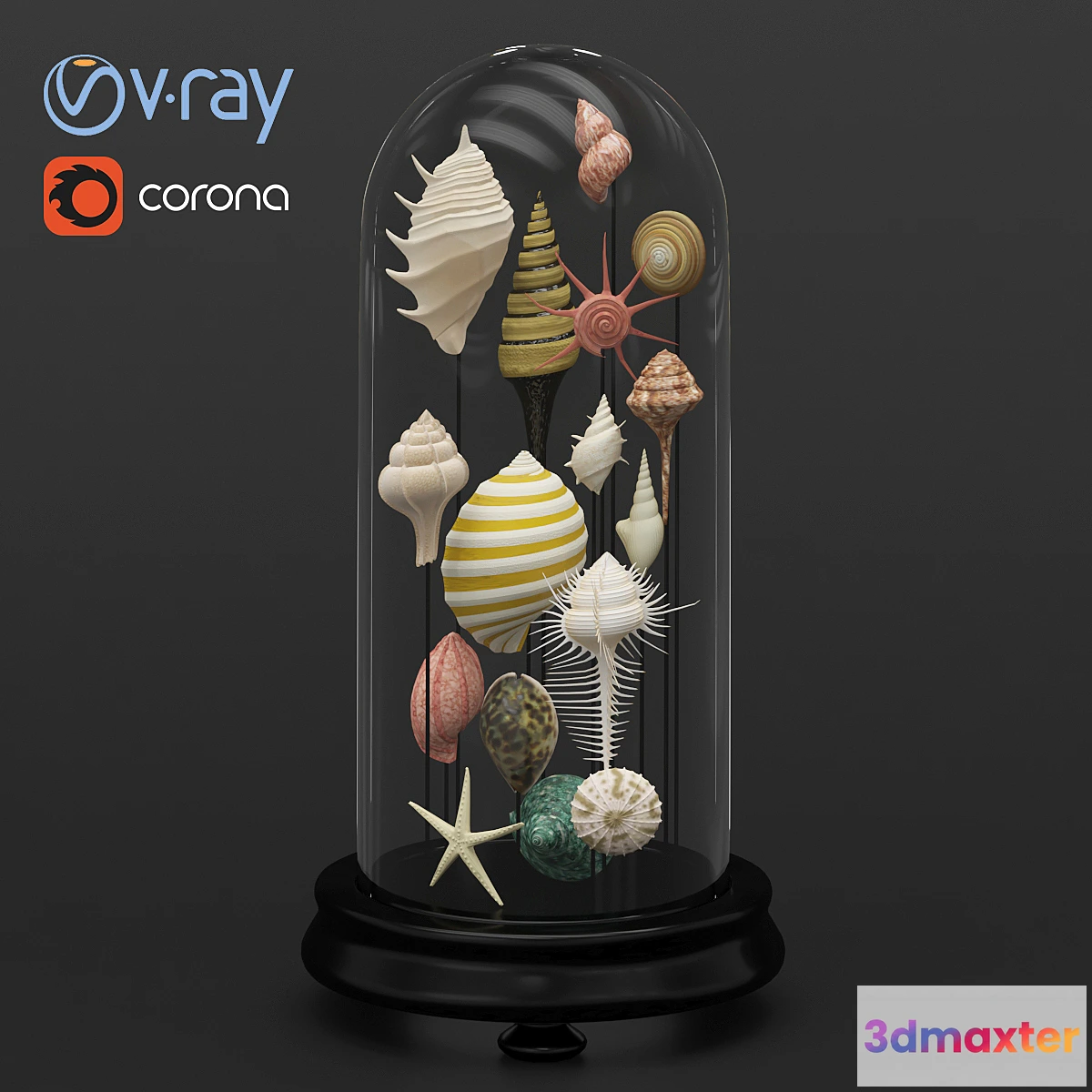 1478114 - Seashell decorative 3D Max