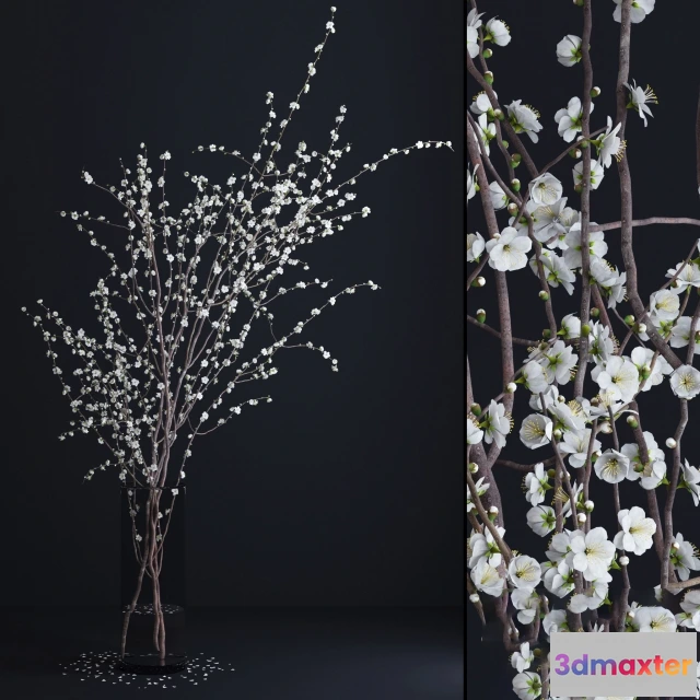 1601538 - decoration - Prunus White Blossom 3D Max