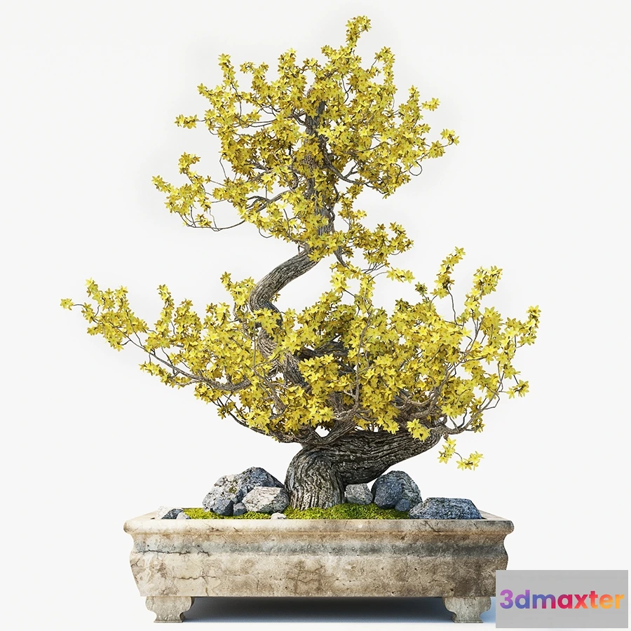 1601846 - decoration - Bonsai 3D Max