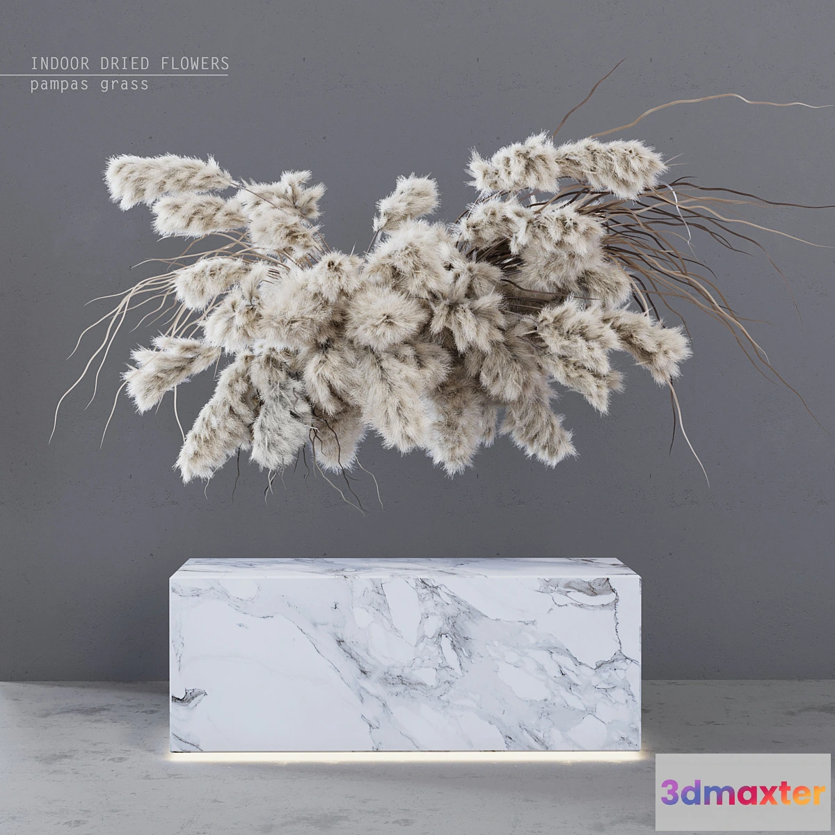 550167 - INDOOR DRIED FLOWERS _ pampas grass