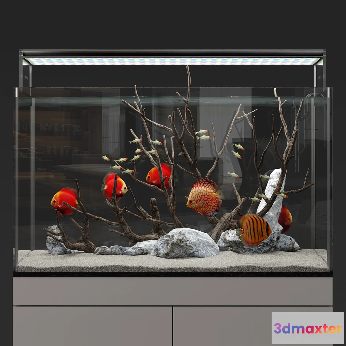 550831 - Aquarium discus fish