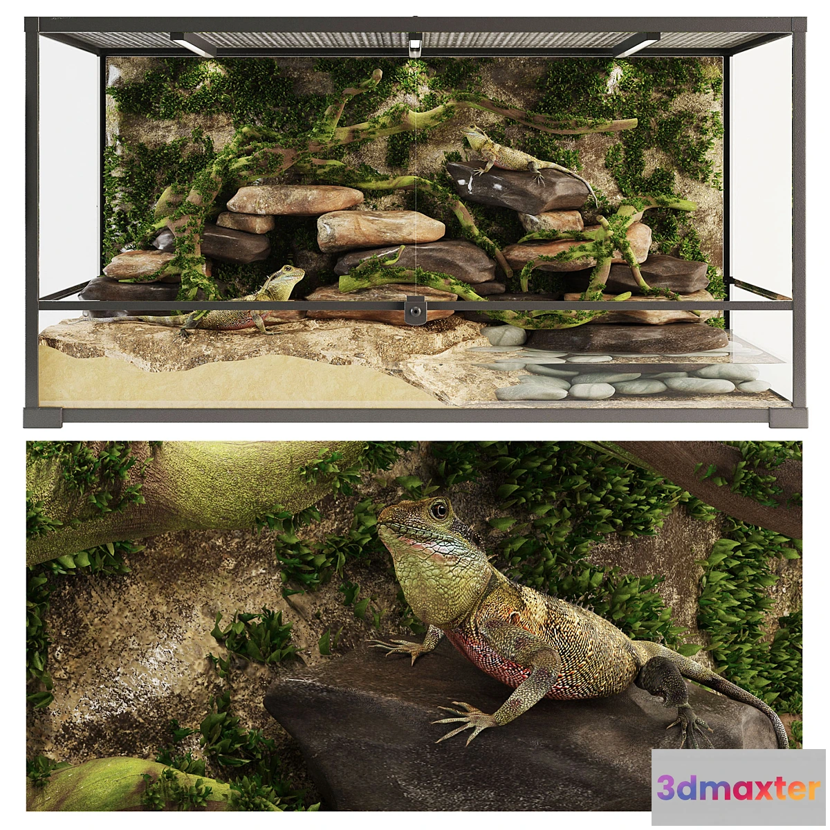 550877 - Terrarium Agama