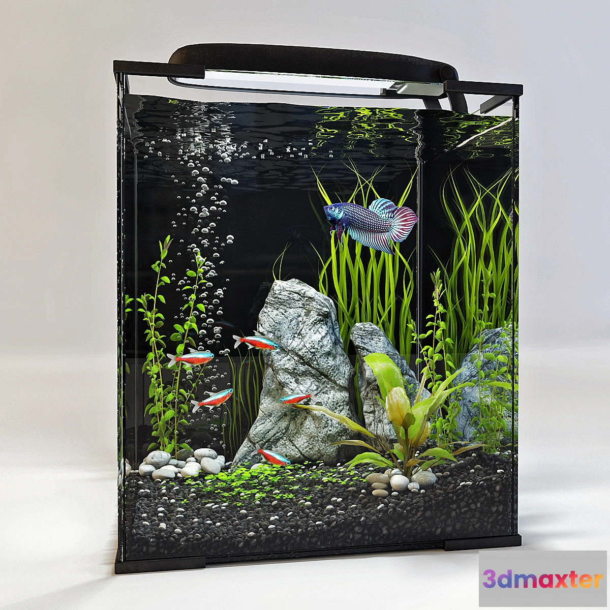 619905 - Aquarium - No.10