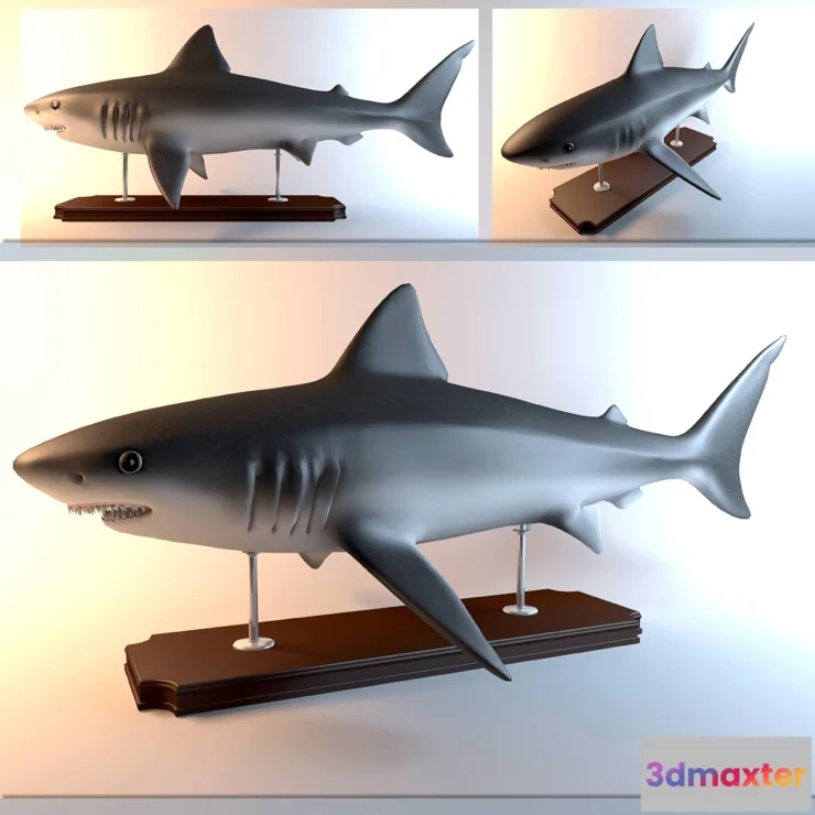 629213 - Shark